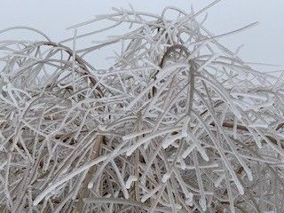 Icebush