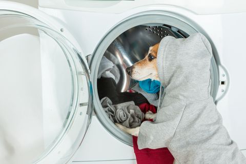 DoggieDryer