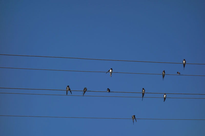 Nine Birds on Electric Wire