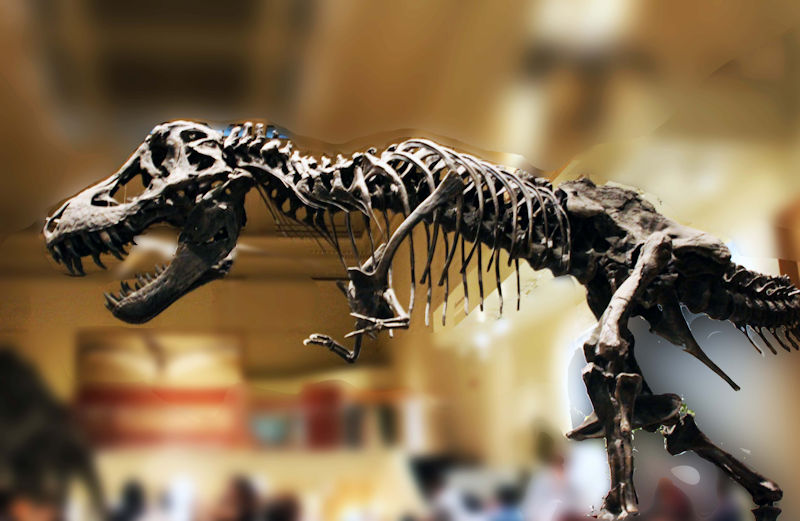 T-Rex-At-Smithsonian.jpg